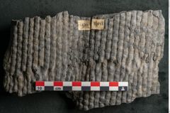 Foto (Detailansicht) von Sigillaria ornata Brongniart (NHMW-GEO-2024-0188-11081)